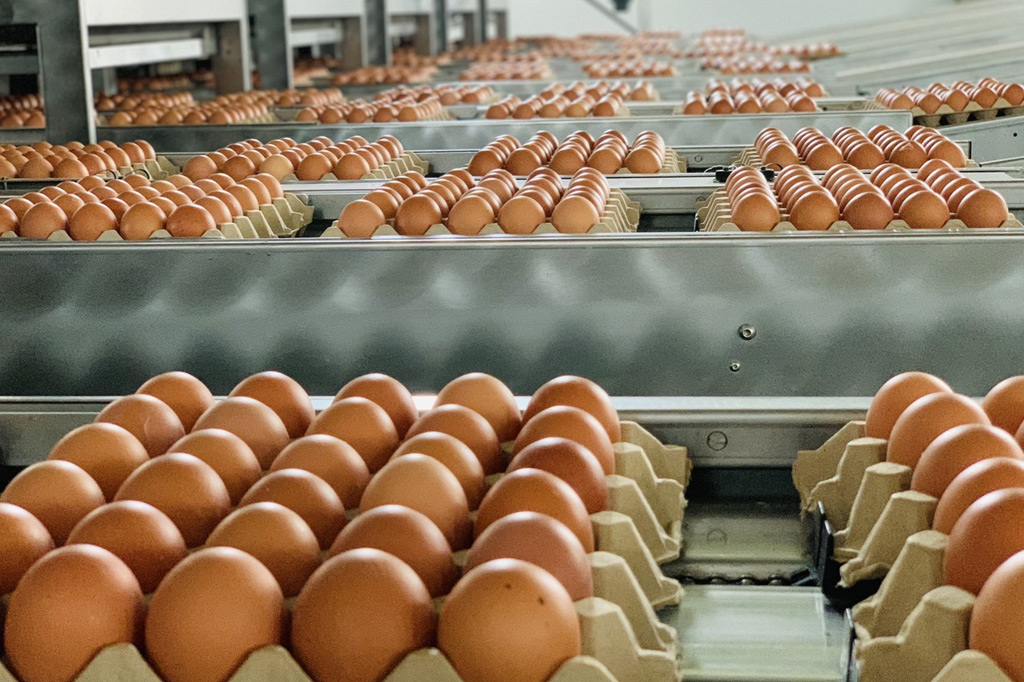 Trứng gà sạch được sản xuất theo quy trình khép kín